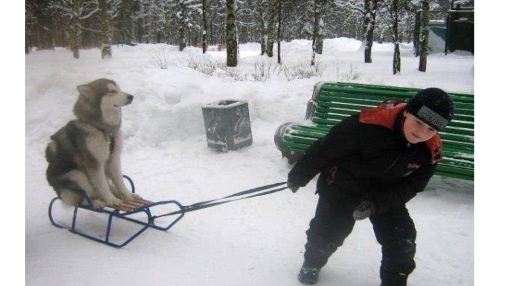 Better Business Strategy II: Lessons on Business Model Design from a Dog&nbsp;Sled